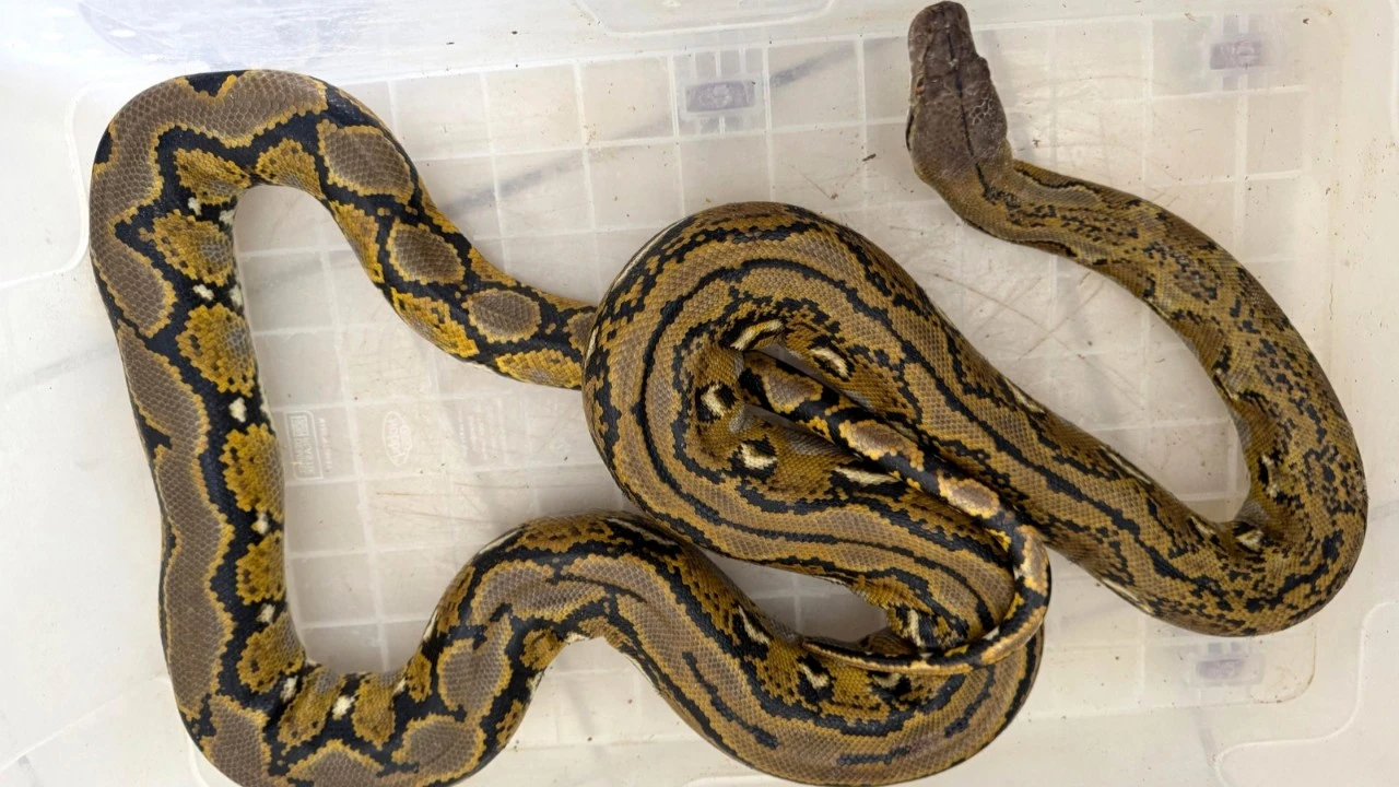 Yolcu otobüsünde, karton kutuda piton ele geçirildi