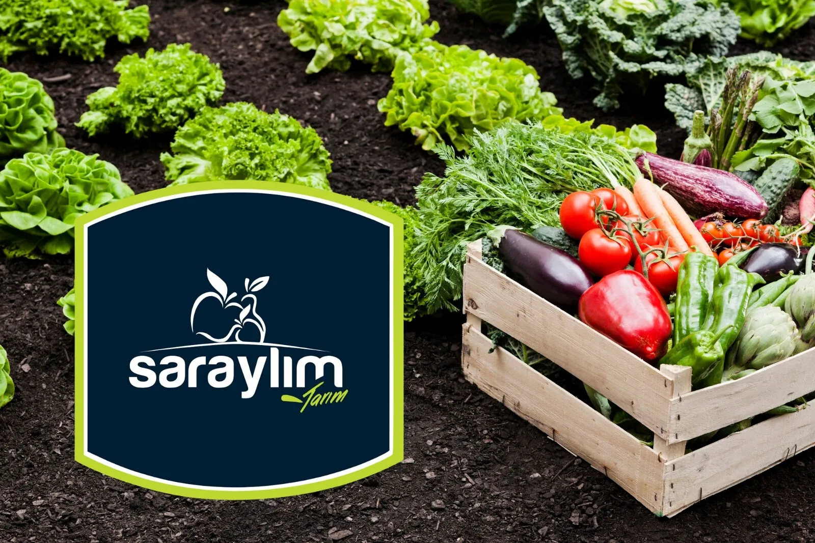 İhracatta Öne Çıkan Türk Gıda Devi Saraylım Tarım İflasın Eşiğinde